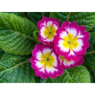 کپسول پرایم رز و امگا 6 یونیک فارما 60 عدد کپسول پرایم رز و امگا 6 یونیک فارما 60 عدد