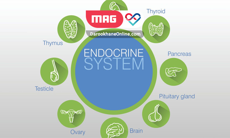 Endocrine 1