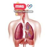 breathing system 2