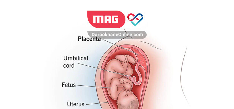 placenta 1
