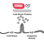 پروتئین شوک سرمایی