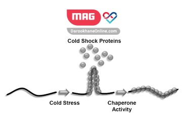 پروتئین شوک سرمایی