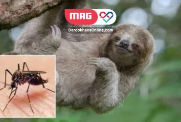 ویروس اوروپوچه
