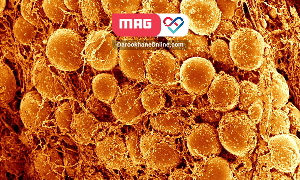 فواید و مضرات چربی قهوه ای بدن چربی قهوه ای